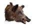 Mounted Wild Boar Head: Large: Gallery Item - 20-70-G4515 (Y2N)