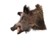 Mounted Wild Boar Head: Large: Gallery Item - 20-70-G4515 (Y2NXX)