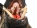 Mounted Wild Boar Head: Large: Gallery Item - 20-70-G4515 (Y2NXX)