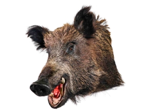 Mounted Wild Boar Head: Large: Gallery Item 