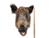 Mounted Wild Boar Head: Large: Gallery Item - 20-70-G4516 (Y2NXX)