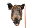 Mounted Wild Boar Head: Large: Gallery Item - 20-70-G4516 (Y2N)