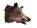 Mounted Wild Boar Head: Large: Gallery Item - 20-70-G4516 (Y2NXX)