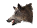 Mounted Wild Boar Head: Large: Gallery Item - 20-70-G4516 (Y2NXX)