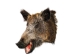 Mounted Wild Boar Head: Large: Gallery Item - 20-70-G4516 (Y2NXX)