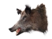 Mounted Wild Boar Head: Large: Gallery Item - 20-70-G4517 (Y2NXX)