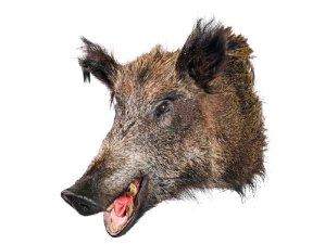 Mounted Wild Boar Head: Large: Gallery Item 