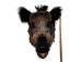 Mounted Wild Boar Head: Large: Gallery Item - 20-70-G4518 (Y2NXX)