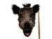 Mounted Wild Boar Head: Large: Gallery Item - 20-70-G4518 (Y2N)
