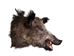 Mounted Wild Boar Head: Large: Gallery Item - 20-70-G4518 (Y2N)