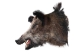 Mounted Wild Boar Head: Large: Gallery Item - 20-70-G4518 (Y2NXX)