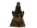 Mounted Wild Boar Head: Large: Gallery Item - 20-70-G4518 (Y2NXX)