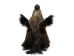 Mounted Wild Boar Head: Large: Gallery Item - 20-70-G4518 (Y2NXX)