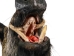 Mounted Wild Boar Head: Large: Gallery Item - 20-70-G4518 (Y2NXX)