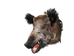 Mounted Wild Boar Head: Large: Gallery Item 