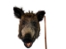 Mounted Wild Boar Head: Large: Gallery Item - 20-70-G4519 (Y2NXX)