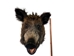 Mounted Wild Boar Head: Large: Gallery Item - 20-70-G4519 (Y2N)