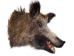 Mounted Wild Boar Head: Large: Gallery Item - 20-70-G4519 (Y2NXX)