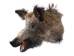 Mounted Wild Boar Head: Large: Gallery Item - 20-70-G4519 (Y2NXX)