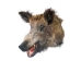 Mounted Wild Boar Head: Large: Gallery Item - 20-70-G4519 (Y2NXX)