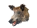 Mounted Wild Boar Head: Large: Gallery Item - 20-70-G4519 (Y2N)
