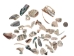 Tumbled African Abalone Shell Pieces: 3.5 oz: Gallery Item - 220-TPS-G6588 (Y3L)