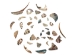 Tumbled African Abalone Shell Pieces: 3.5 oz: Gallery Item - 220-TPS-G6652 (Y3L)