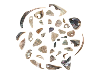 Tumbled African Abalone Shell Pieces: 3.5 oz: Gallery Item 