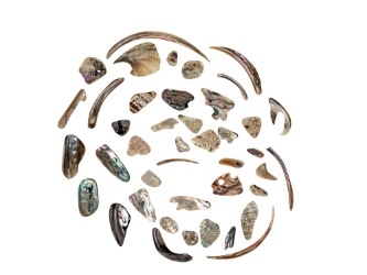 Tumbled African Abalone Shell Pieces: 3.5 oz: Gallery Item 