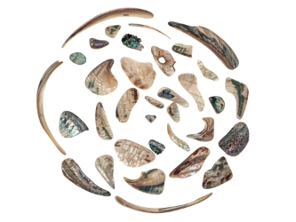 Tumbled African Abalone Shell Pieces: 3.5 oz: Gallery Item 