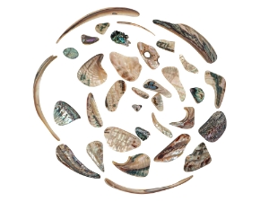 Tumbled African Abalone Shell Pieces: 3.5 oz: Gallery Item 