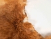 Czech #1/#2 Breeder Rabbit Skin: Fawn: Gallery Item - 283-1-CZNFA-G4854 (Y2FXX)