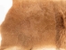 Czech #1/#2 Breeder Rabbit Skin: Fawn: Gallery Item - 283-1-CZNFA-G4855 (Y2FXX)