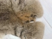 Jumbo Natural Czech #3 Female Rabbit Skin: Gallery Item - 283-3-CZN-G4549 (Y2HRJ)