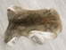 Jumbo Natural Czech #3 Female Rabbit Skin: Gallery Item - 283-3-CZN-G4549 (Y3L)