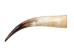 Polished Steer Horn: 22": Gallery Item - 304-20-24-G6408 (Y3JR-A4)