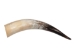 Polished Steer Horn: 22": Gallery Item - 304-20-24-G6408 (Y3JR-A4)