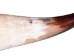Polished Steer Horn: 22": Gallery Item - 304-20-24-G6408 (Y3JR-A4)