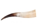 Polished Steer Horn: 22": Gallery Item - 304-20-24-G6408 (Y3JR-A4)