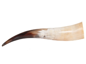 Polished Steer Horn: 22": Gallery Item 
