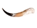 Polished Steer Horn: 23": Gallery Item - 304-20-24-G6409 (Y3JR-A4)