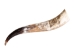 Polished Steer Horn: 23": Gallery Item - 304-20-24-G6409 (Y3JR-A4)