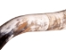 Polished Steer Horn: 23": Gallery Item - 304-20-24-G6409 (Y3JR-A4)