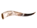 Polished Steer Horn: 23": Gallery Item - 304-20-24-G6409 (Y3JR-A4)