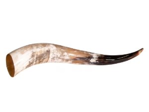 Polished Steer Horn: 23": Gallery Item 