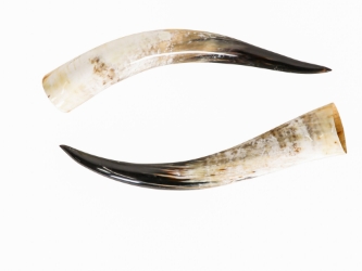 Pair of Polished Steer Horns: 26.5": Gallery Item 