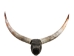 Pair of Polished Steer Horns: 30": Gallery Item - 304-P2830-G6419 (Y3HRM)