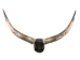 Pair of Polished Steer Horns: 30": Gallery Item - 304-P2830-G6419 (Y3HRM)