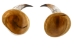 Pair of Polished Steer Horns: 30": Gallery Item - 304-P2830-G6419 (Y3HRM)