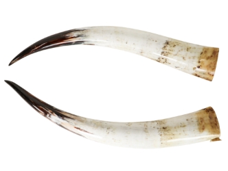 Pair of Polished Steer Horns: 35": Gallery Item 